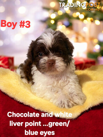 ADORABLE CHOCOLATE MALTESE X SHIHTZU PUPPIES COMING SOON!!!!