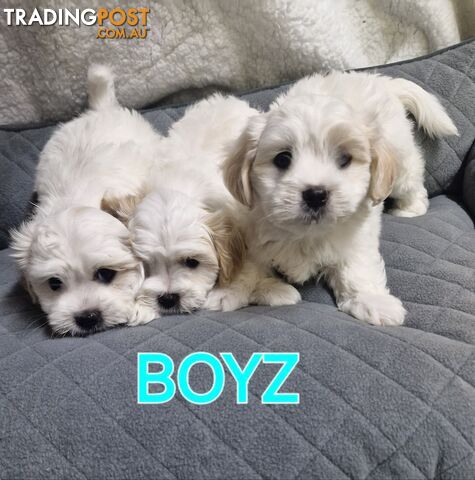 ADORABLE FLUFFY SHIHTZU X MALTESE PUPPIES 