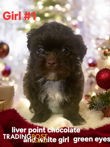 ADORABLE CHOCOLATE MALTESE X SHIHTZU PUPPIES COMING SOON!!!!