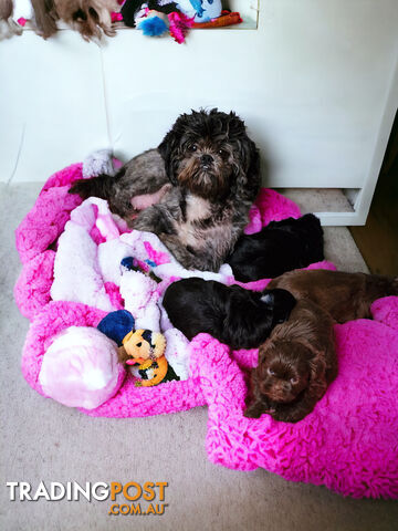 ABSOLUTELY ADORABLE CHOCOLATE LIVER & BLACK  PUREBRED SHIHTZU PUPPIES