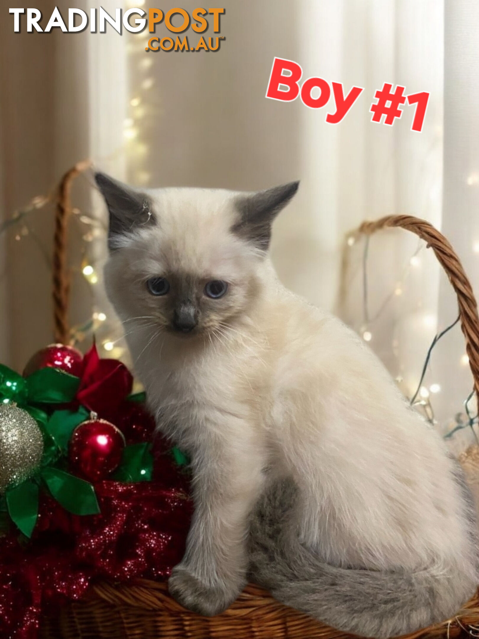 GORGEOUS FLUFFY PUREBRED RAGDOLL KITTENS