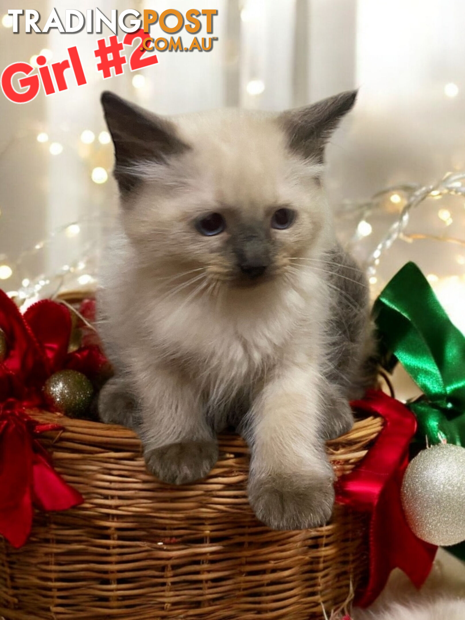 GORGEOUS FLUFFY PUREBRED RAGDOLL KITTENS