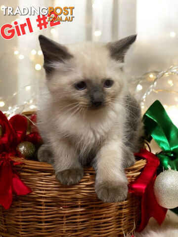 GORGEOUS FLUFFY PUREBRED RAGDOLL KITTENS