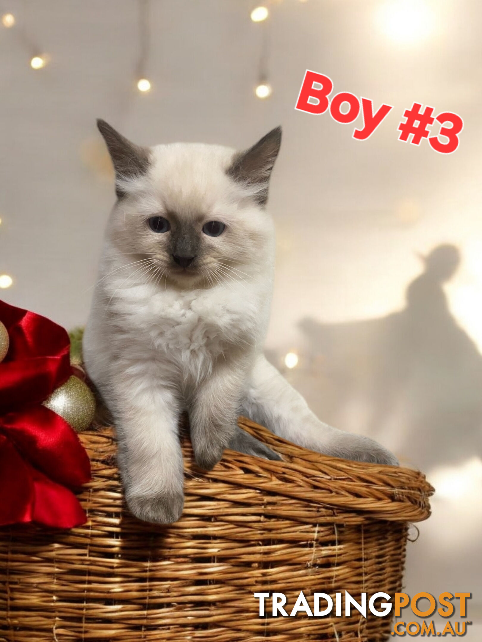 GORGEOUS FLUFFY PUREBRED RAGDOLL KITTENS