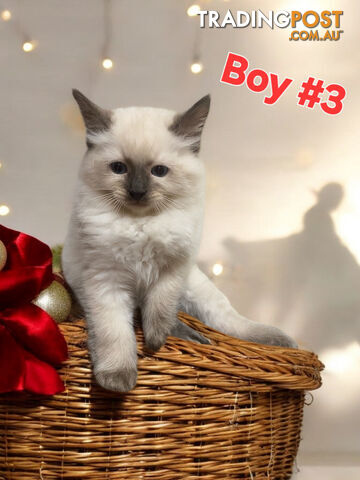 GORGEOUS FLUFFY PUREBRED RAGDOLL KITTENS