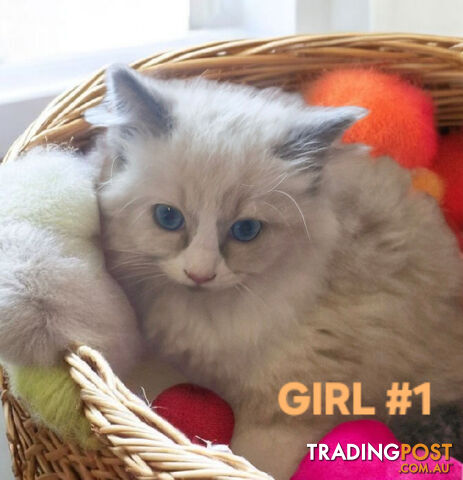 236 Cats Kittens in Brisbane Region QLD