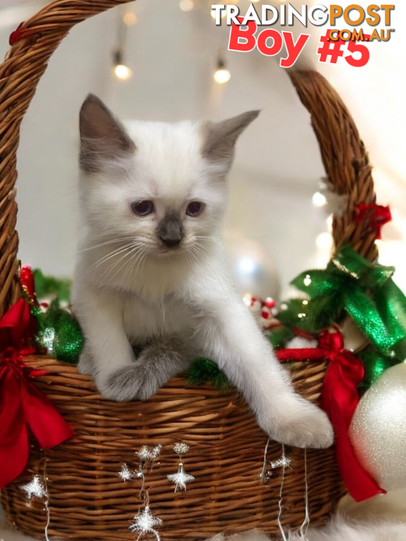 GORGEOUS FLUFFY PUREBRED RAGDOLL KITTENS