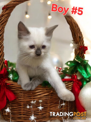 GORGEOUS FLUFFY PUREBRED RAGDOLL KITTENS