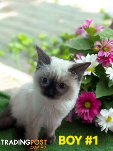 GORGEOUS FLUFFY PUREBRED RAGDOLL KITTENS