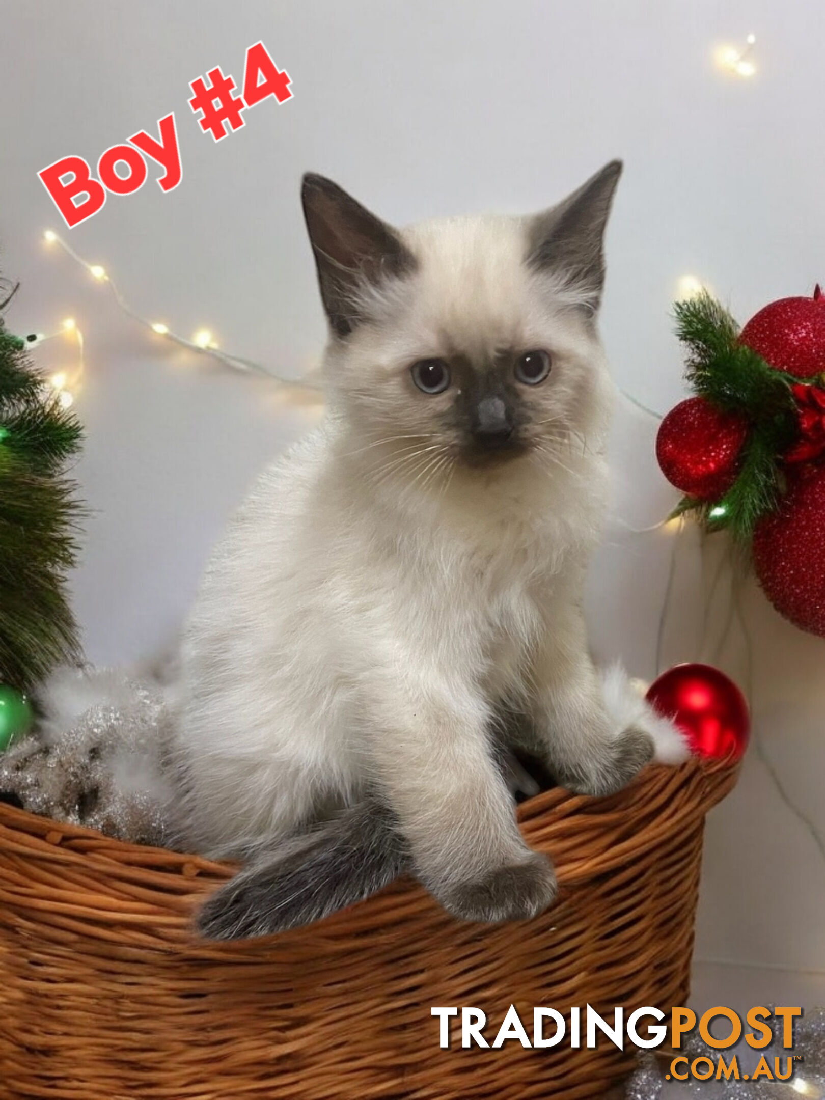 GORGEOUS FLUFFY PUREBRED RAGDOLL KITTENS