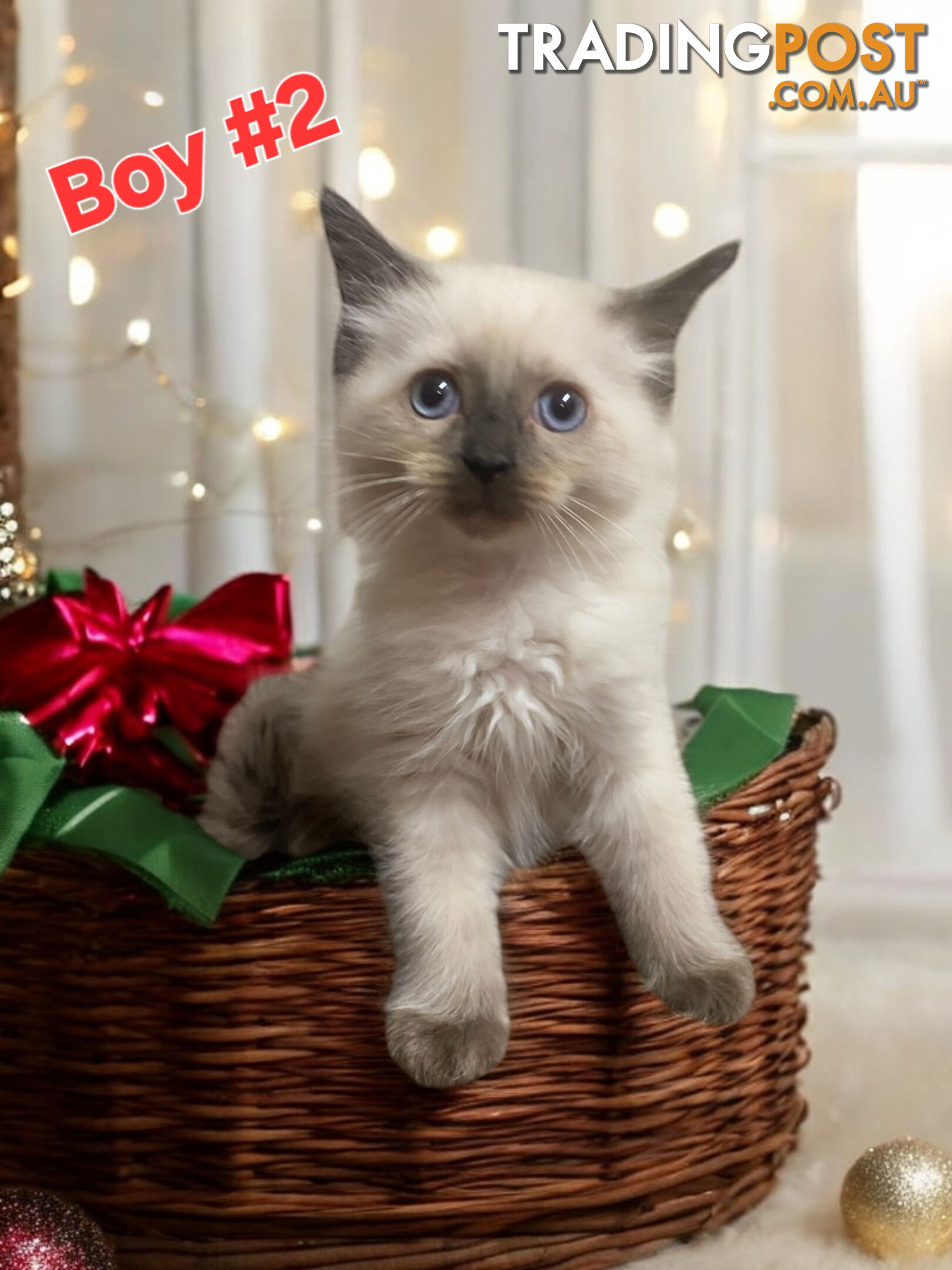 GORGEOUS FLUFFY PUREBRED RAGDOLL KITTENS