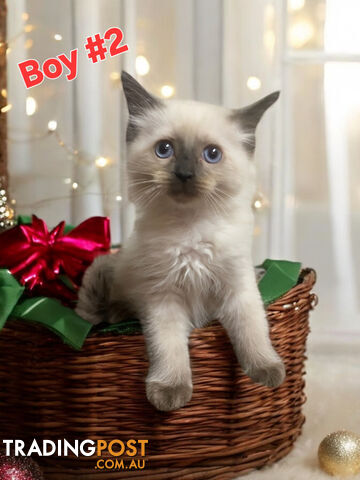 GORGEOUS FLUFFY PUREBRED RAGDOLL KITTENS