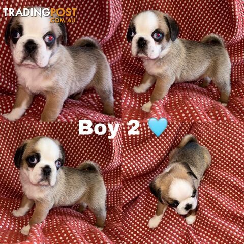 ADORABLE  BUGG PUPPIES COMING SOON!!! 