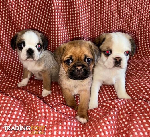 128 items for sale in Australia for PUG