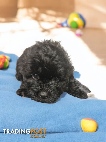 ADORABLE  SHOODLE PUPPIES