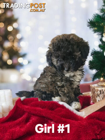 Tiny Toy Jackoodle Puppy 