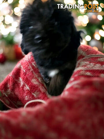 Tiny Toy Jackoodle Puppy 