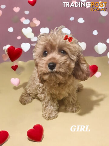 STUNNING RUBY RED CAVOODLE PUPPIES