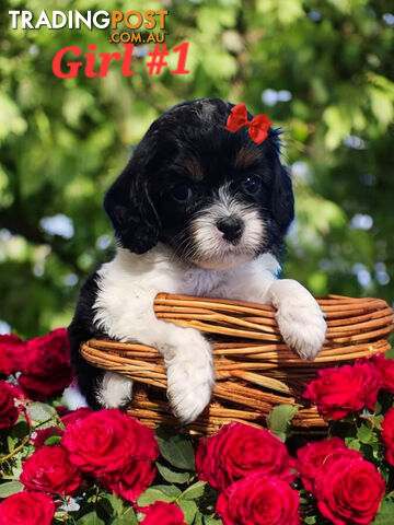 ADORABLE CAVOODLE PUPPIES COMING SOON!!!!