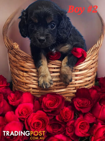 ADORABLE CAVOODLE PUPPIES COMING SOON!!!!