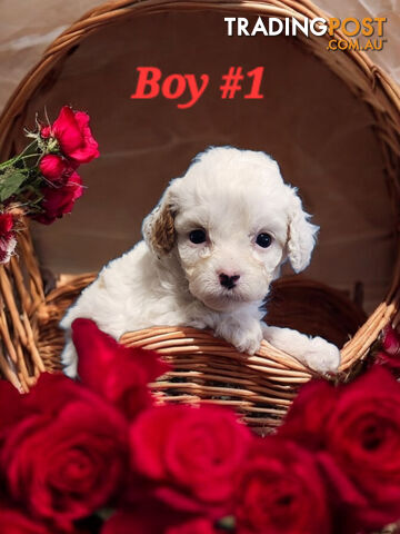 ADORABLE CAVOODLE PUPPIES COMING SOON!!!!