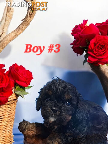 ADORABLE CAVOODLE PUPPIES COMING SOON!!!!