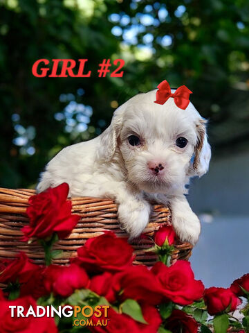 ADORABLE CAVOODLE PUPPIES COMING SOON!!!!