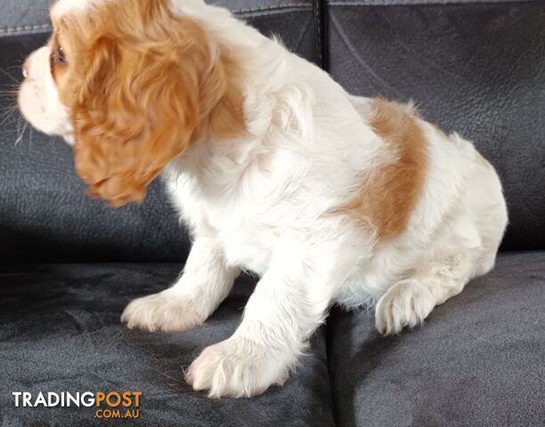 GORGEOUS BEAGLIER PUPPIES