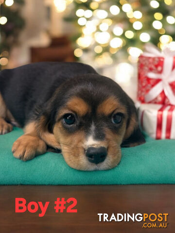 GORGEOUS BEAGLIER PUPPIES