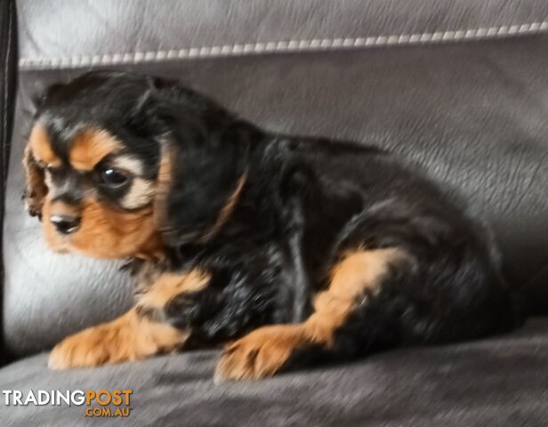 GORGEOUS BEAGLIER PUPPIES