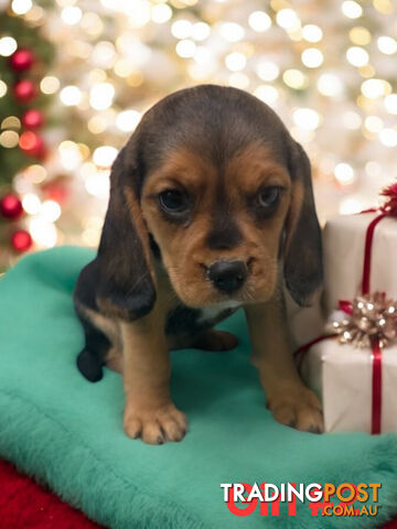 GORGEOUS BEAGLIER PUPPIES