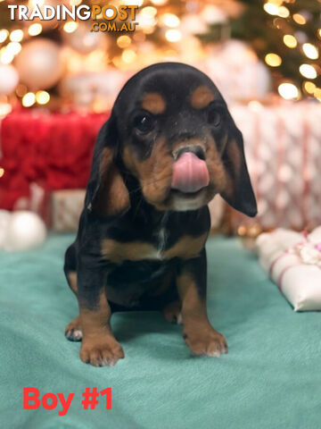 GORGEOUS BEAGLIER PUPPIES