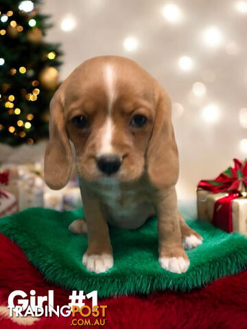 GORGEOUS BEAGLIER PUPPIES