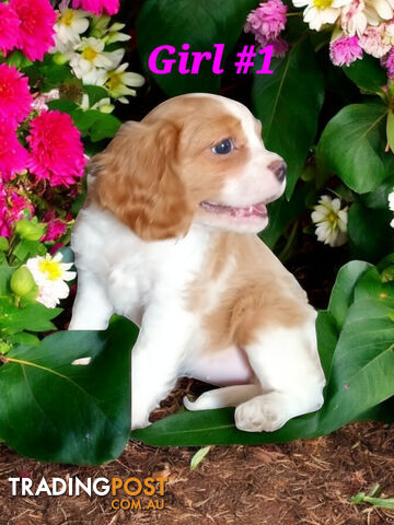 GORGEOUS BEAGLIER PUPPIES