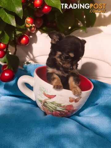 ADORABLE TINY TEENIE  PUREBRED CHIHUAHUA PUPPIES 