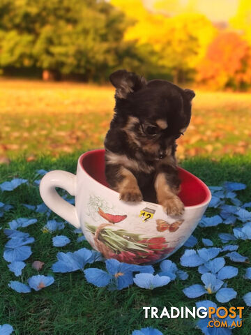 ADORABLE TINY TEENIE  PUREBRED CHIHUAHUA PUPPIES 