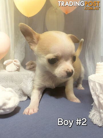 LAST ADORABLE TEACUP CHIHUAHUA BOY