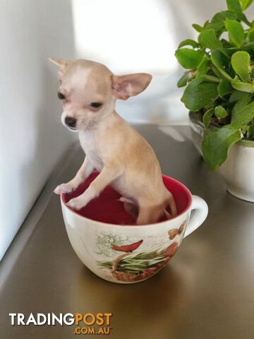 LAST ADORABLE TEACUP CHIHUAHUA BOY