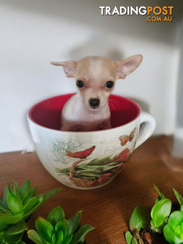 LAST ADORABLE TEACUP CHIHUAHUA BOY