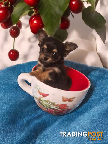 ADORABLE TINY TEENIE  PUREBRED CHIHUAHUA PUPPIES 