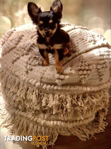 ADORABLE TINY TEENIE  PUREBRED CHIHUAHUA PUPPIES 