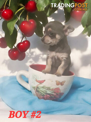 ADORABLE TINY PUREBRED CHIHUAHUA PUPPIES 