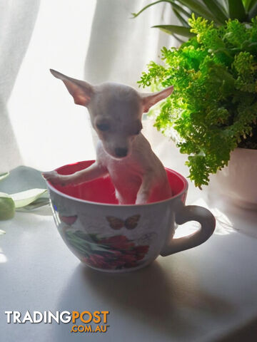 LAST ADORABLE TEACUP CHIHUAHUA BOY