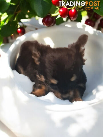 LAST ADORABLE TEACUP CHIHUAHUA BOY