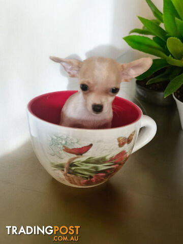 LAST ADORABLE TEACUP CHIHUAHUA BOY