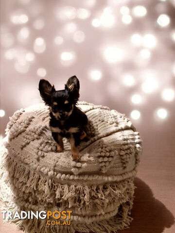 ADORABLE TINY TEENIE  PUREBRED CHIHUAHUA PUPPIES 