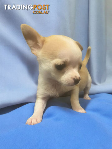 ADORABLE TEACUP CHIHUAHUA PUPPIES