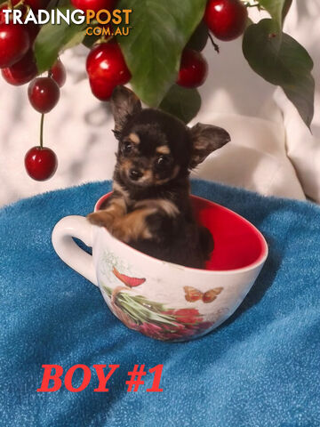 LAST ADORABLE TEACUP CHIHUAHUA BOY