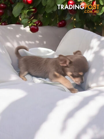 ADORABLE TINY PUREBRED CHIHUAHUA PUPPIES 