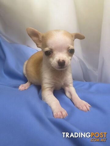 ADORABLE TEACUP CHIHUAHUA PUPPIES